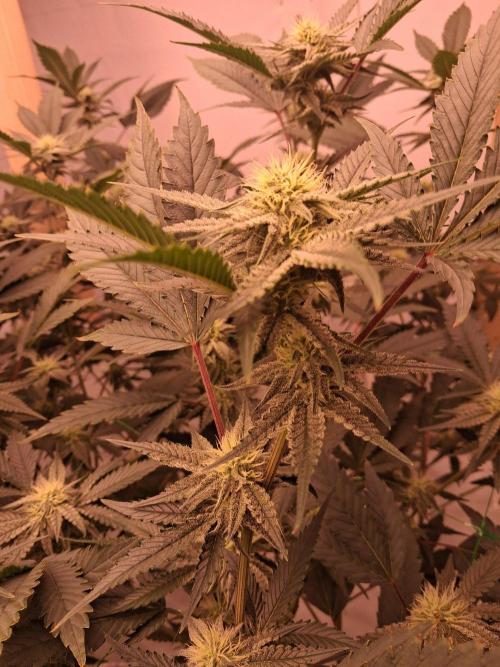 Gelato 41 X Wedding Cake. Week 6