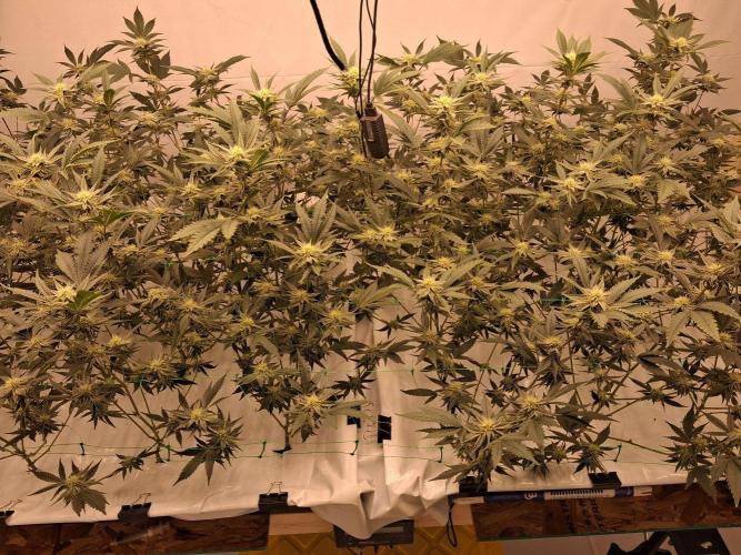 Gelato 41 X Wedding Cake. Week 6