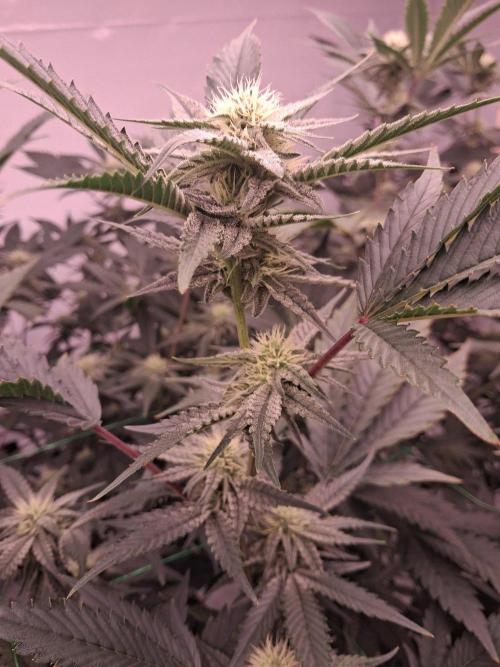 Gelato 41 X Wedding Cake. Week 6