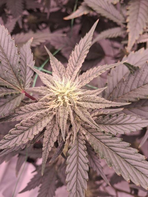 Gelato 41 X Wedding Cake. Week 6
