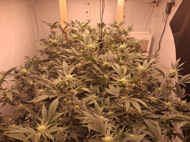 Gelato 41 X Wedding Cake. Week 6