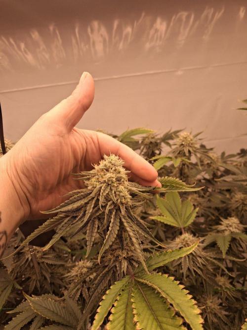 Gelato 41 X Wedding Cake. Week 7