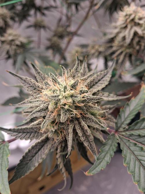 Gelato 41 X Wedding Cake. Week 7