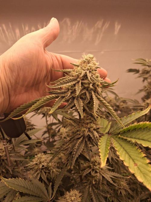 Gelato 41 X Wedding Cake. Week 7
