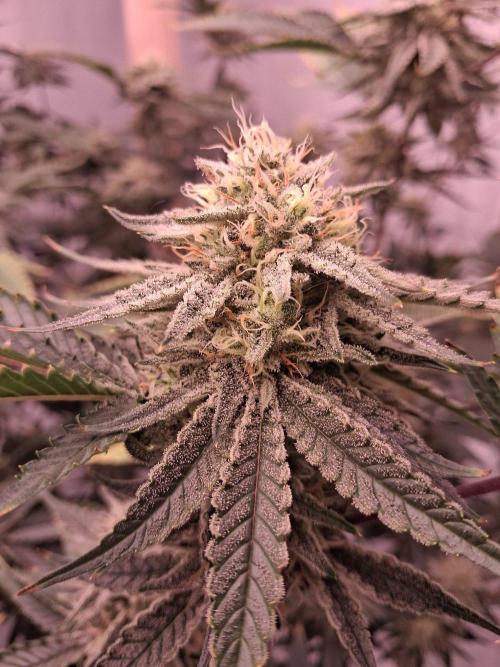 Gelato 41 X Wedding Cake. Week 7