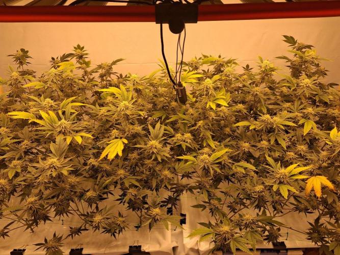 Gelato 41 X Wedding Cake. Week 7