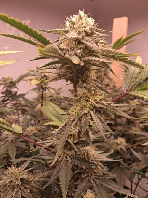 Gelato 41 X Wedding Cake. Week 7