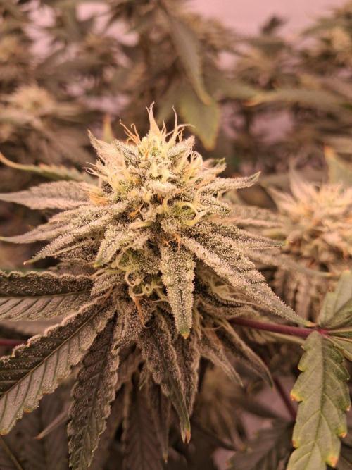 Gelato 41 X Wedding Cake. Week 7