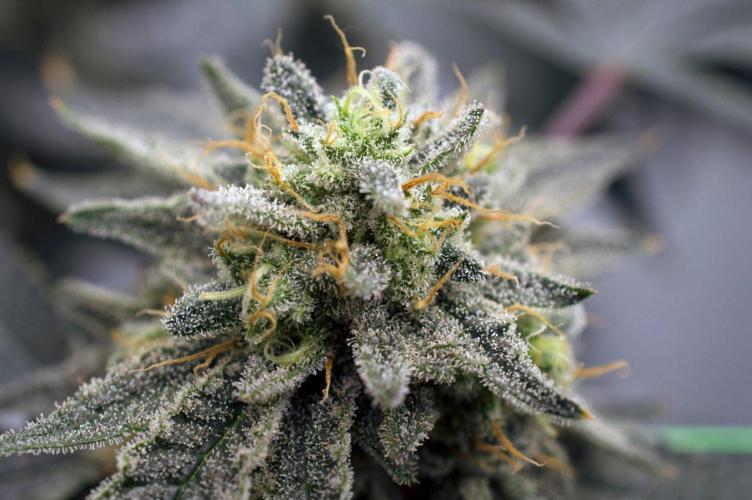 Gelato 41 X Wedding Cake. Week 8