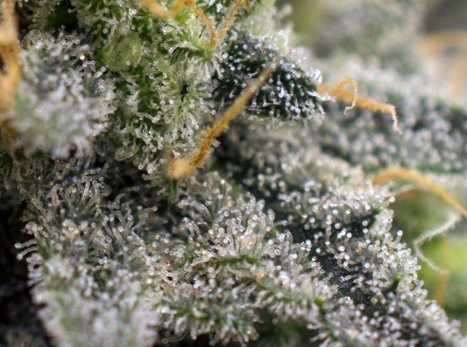 Gelato 41 X Wedding Cake. Week 8