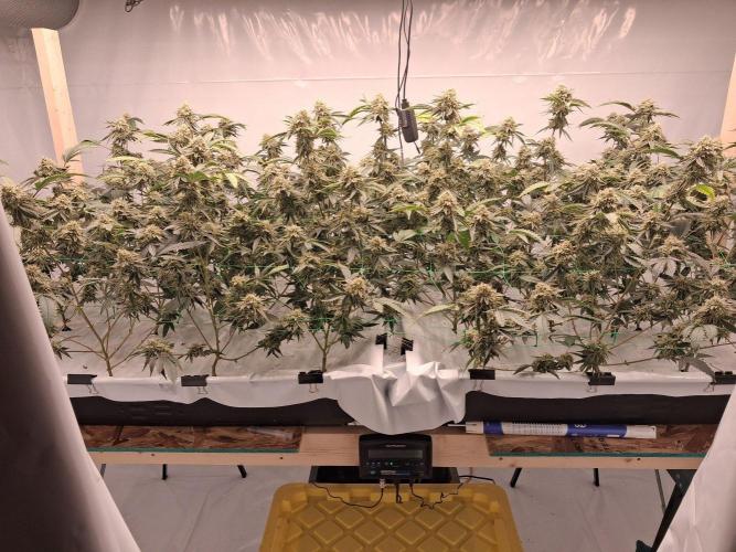Gelato 41 X Wedding Cake. Week 8