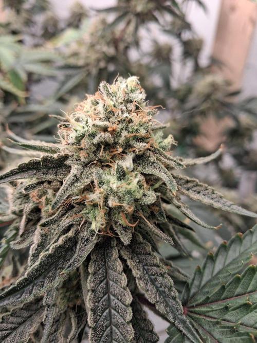 Gelato 41 X Wedding Cake. Week 8