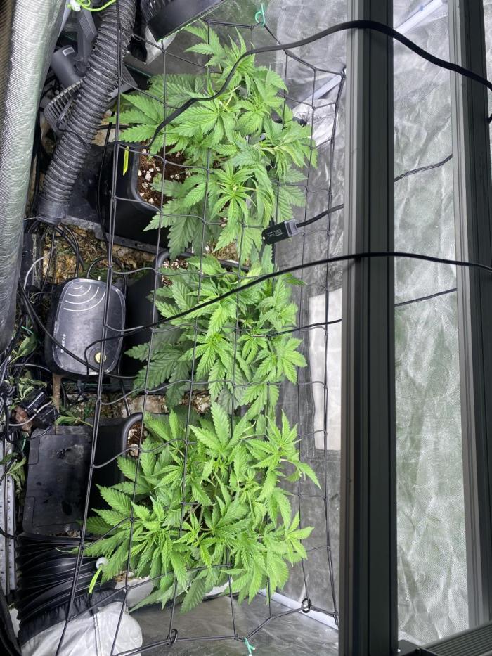 Humboldt Seed Co - Dream Queen - Autopot. Week 5