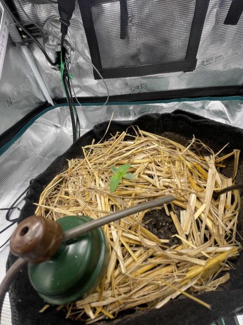 BenzosBotanik. Week 1