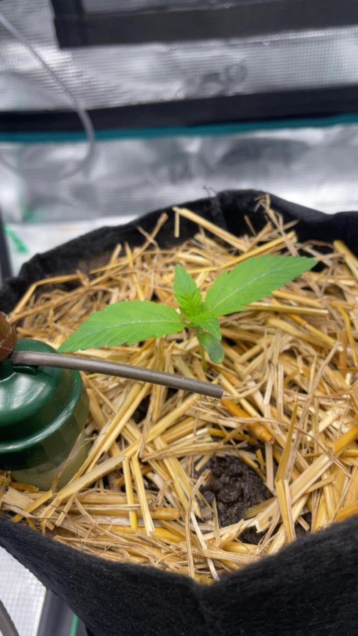 BenzosBotanik. Week 2