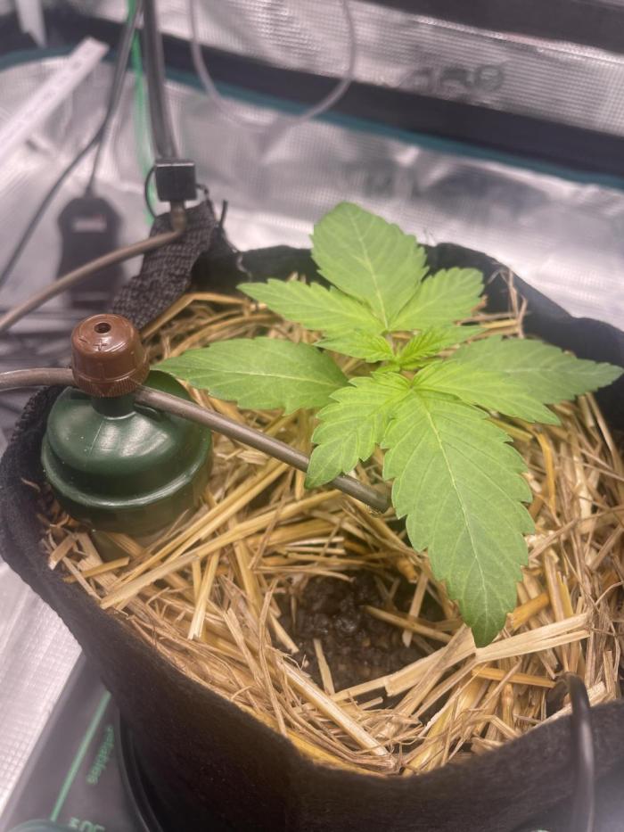 BenzosBotanik. Week 3