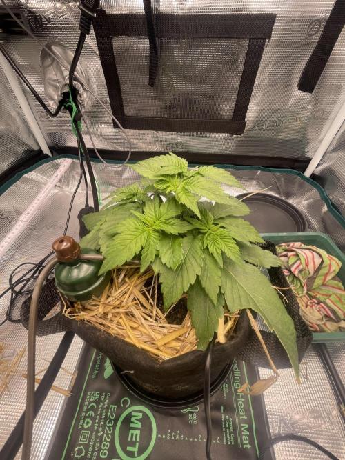 BenzosBotanik. Week 4