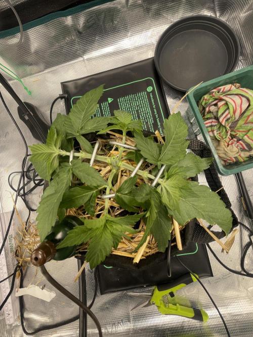 BenzosBotanik. Week 4
