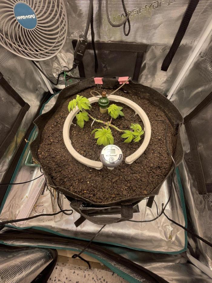 BenzosBotanik. Week 5