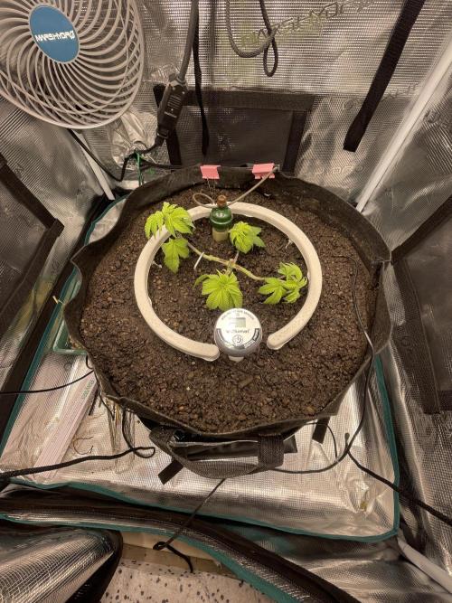 Girl Scout Cookies. Week 5