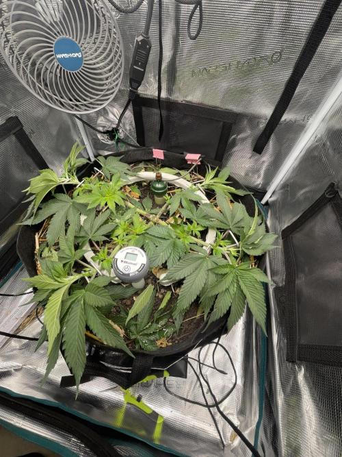 BenzosBotanik. Week 7