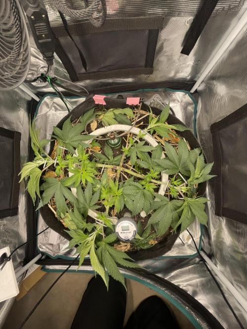 Girl Scout Cookies. Week 7
