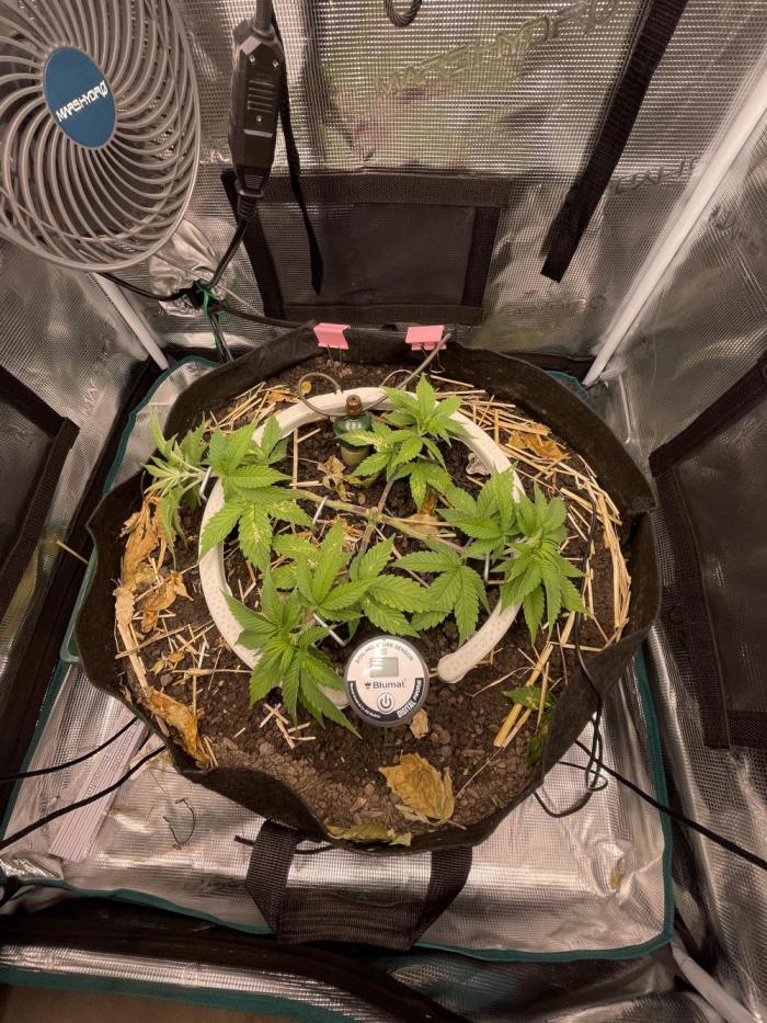 BenzosBotanik. Week 6