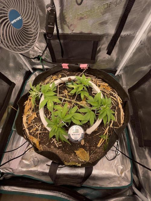 Girl Scout Cookies. Week 6