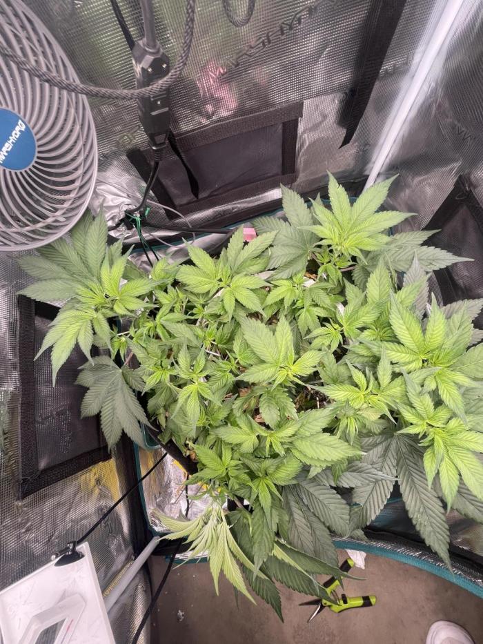 BenzosBotanik. Week 8