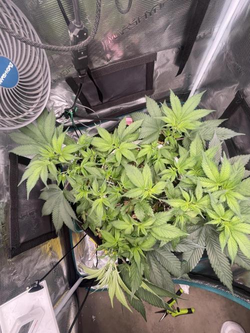 Girl Scout Cookies. Week 8