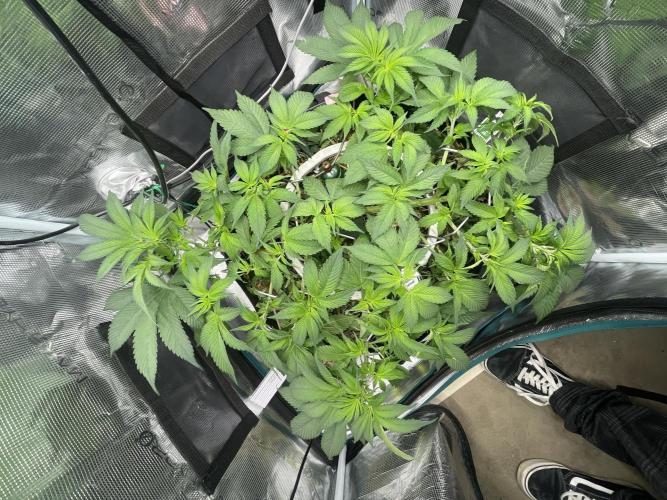 BenzosBotanik. Week 9