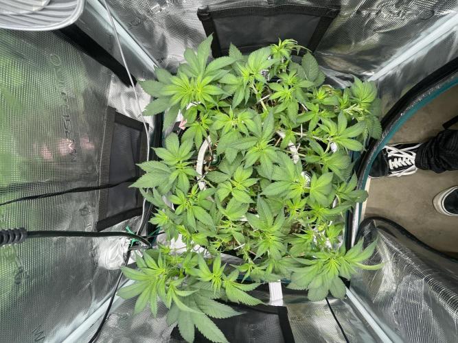 Girl Scout Cookies. Week 9