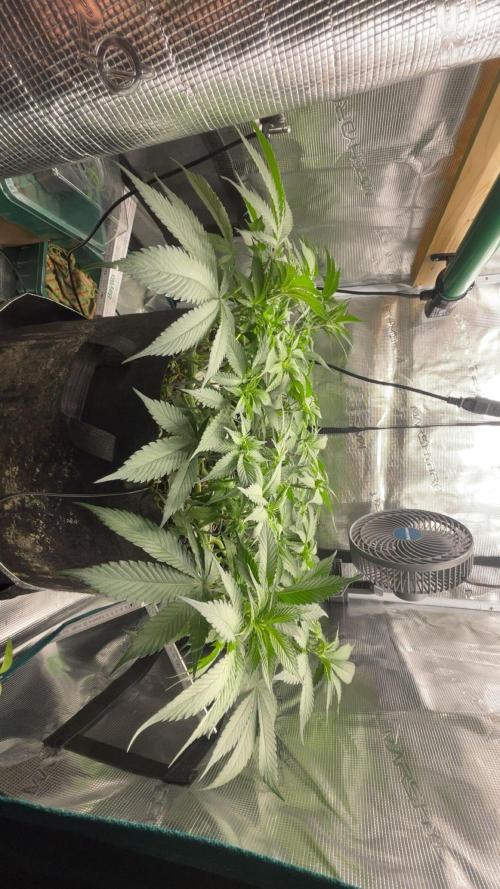 BenzosBotanik. Week 10