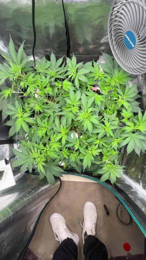 Girl Scout Cookies. Week 10