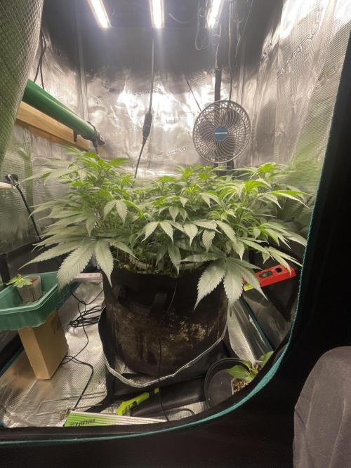 BenzosBotanik. Week 11
