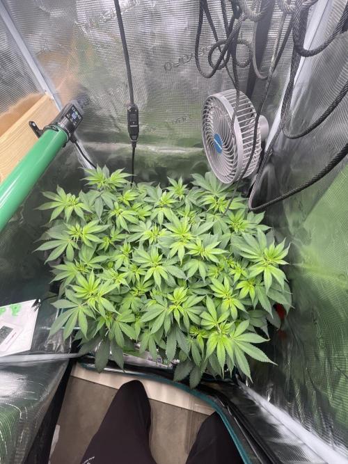 Girl Scout Cookies. Week 11