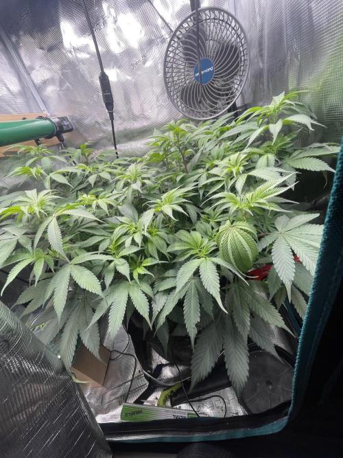 BenzosBotanik. Week 12