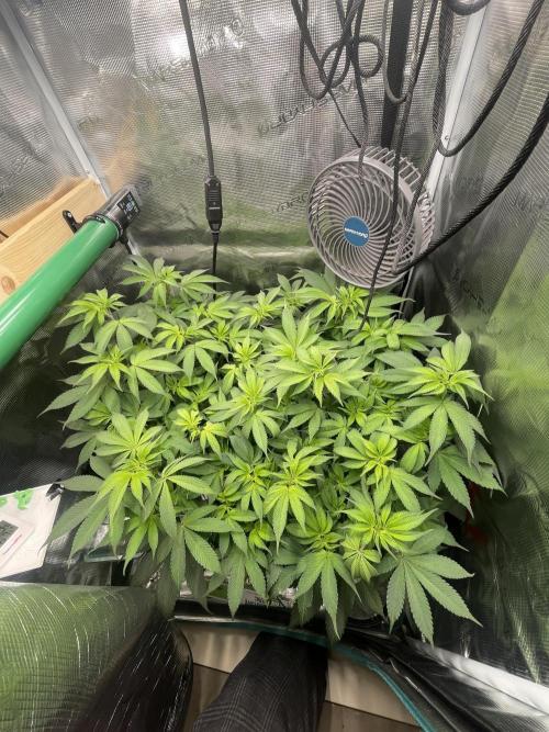 BenzosBotanik. Week 12