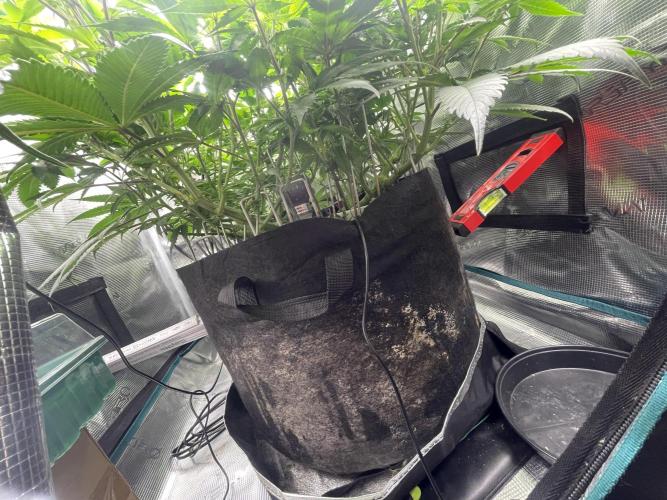 Girl Scout Cookies. Week 12