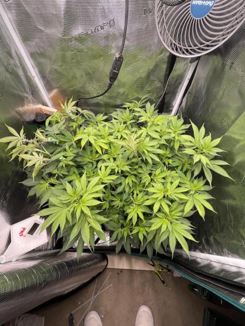 BenzosBotanik. Week 13