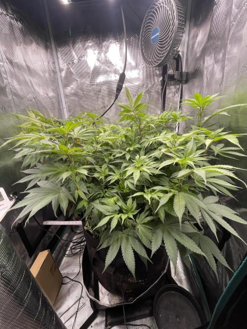 Girl Scout Cookies. Week 13