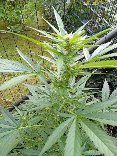 Big Bud. Week 9