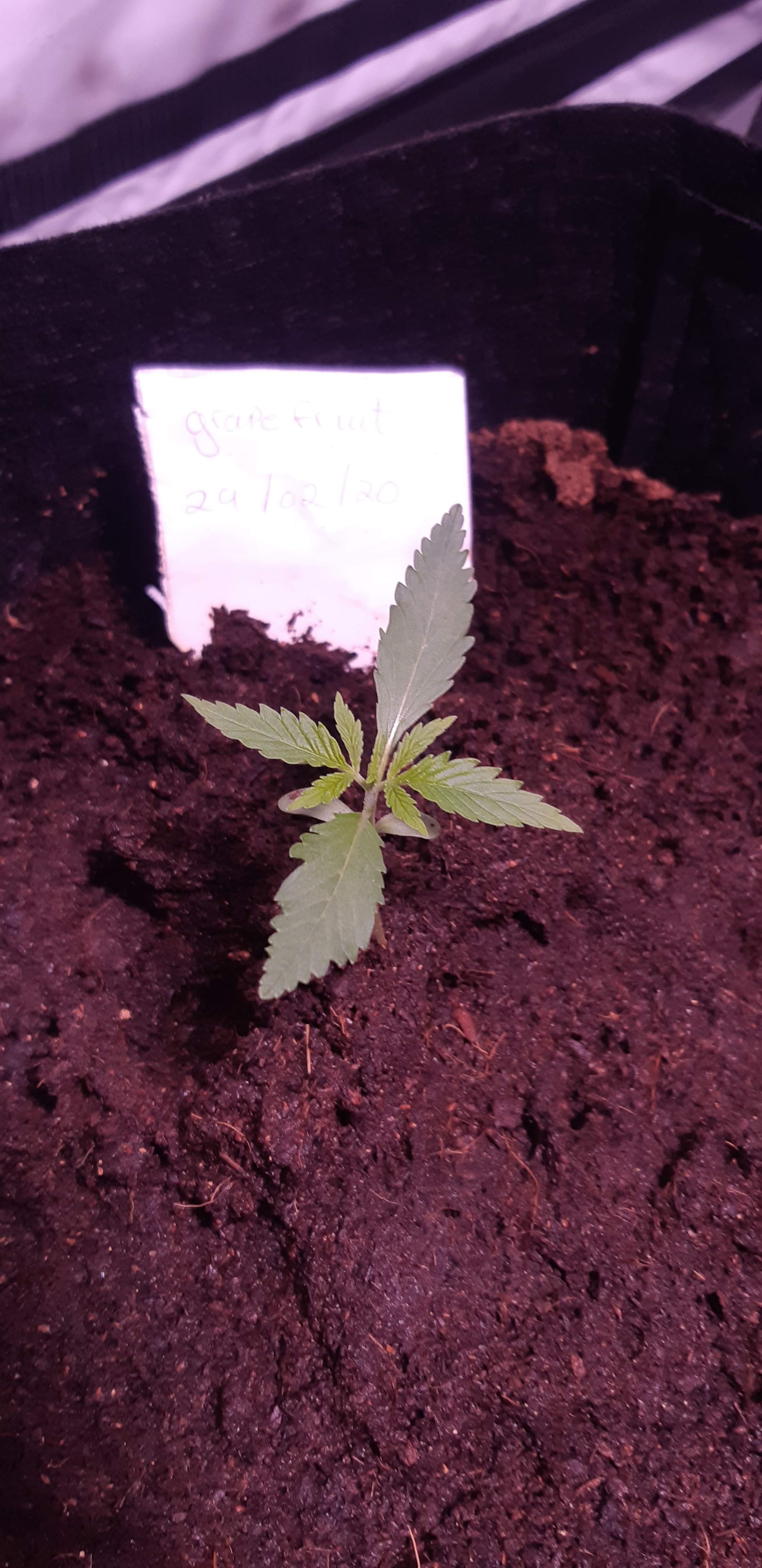 Fast Buds Grapefruit Auto grow diary (journal) week2 by bee_hatch