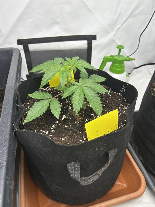 Fat Toni's Summer Special 2026. Week 3 - Tangerine