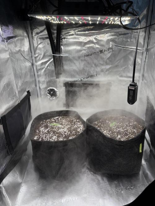 Sour Ripper #1. Week 1 - 7.den
