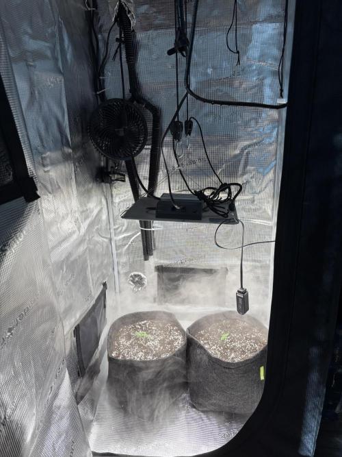 Sour Ripper #1. Week 1