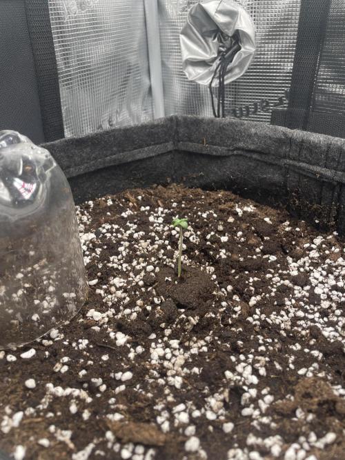 Sour Ripper #1. Week 1 - 3.den