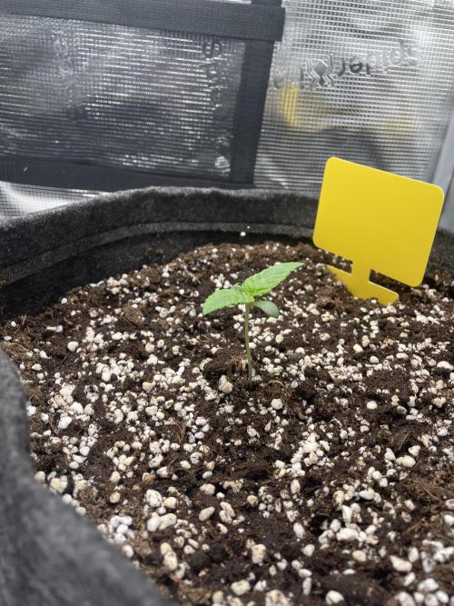Sour Ripper #1. Week 1