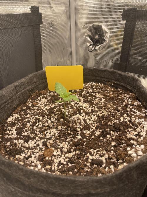 Sour Ripper #1. Week 1