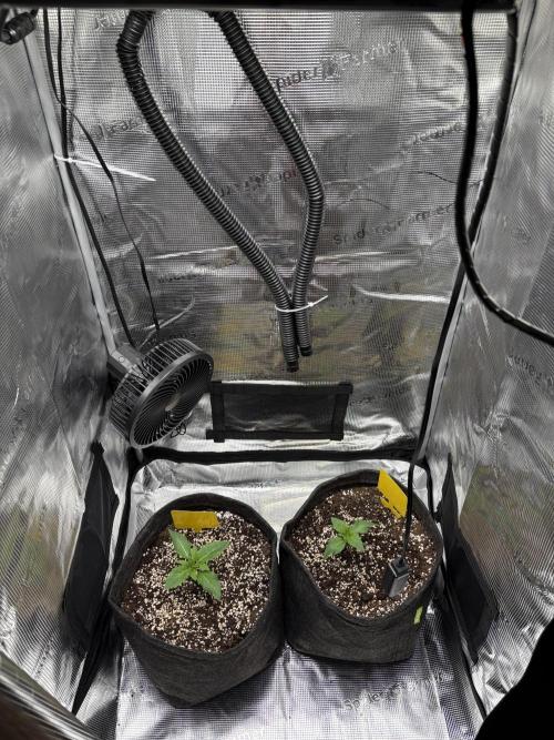 Sour Ripper #1. Week 2